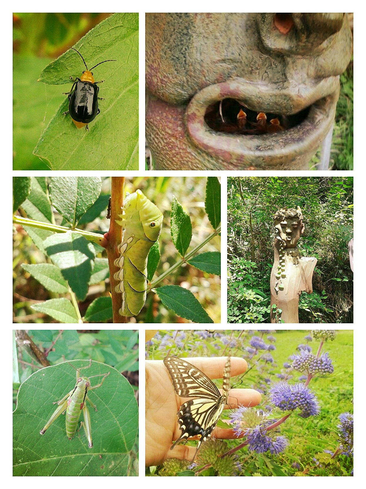 ���泪�� �Ĺ����� �����񳪶�