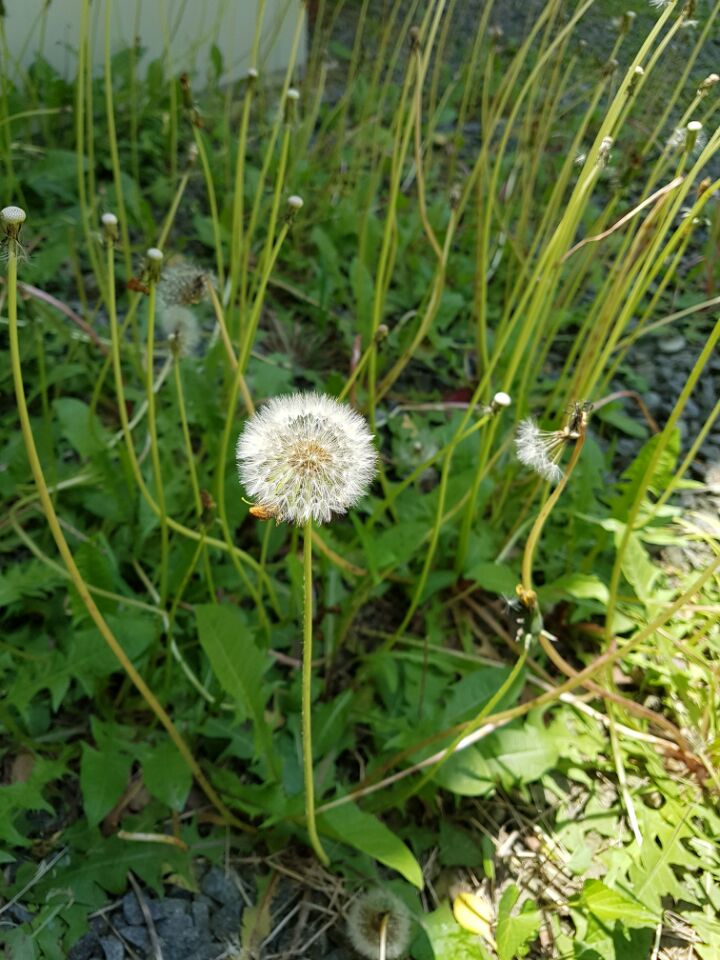 �̹��� 6:2017.5.16-��ü�豳�����